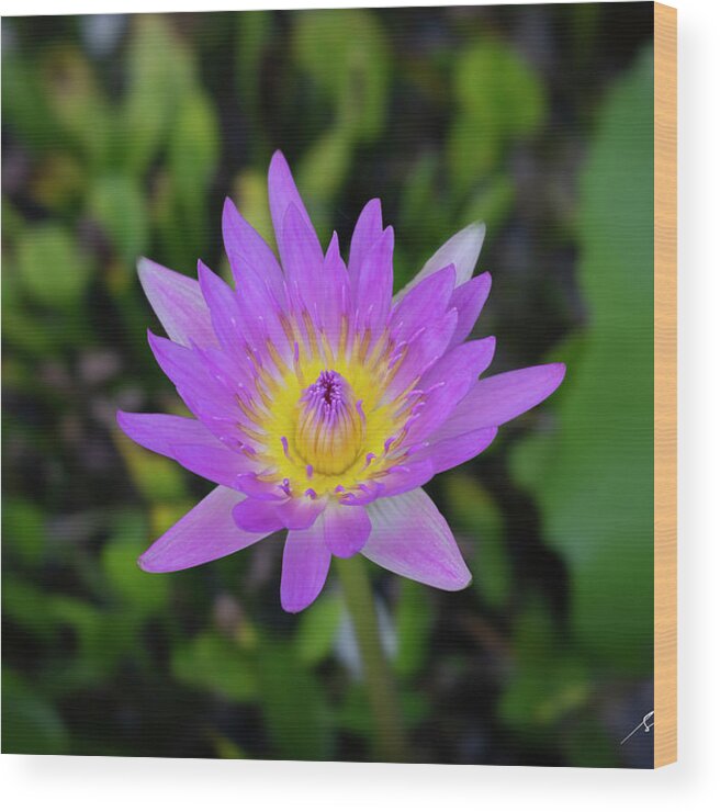 Flower Wood Print featuring the photograph Water Lily by Silvia Marcoschamer