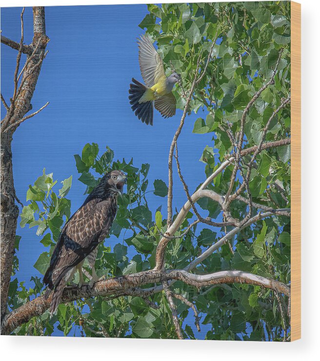 Red Tailed Hawk Wood Print featuring the photograph Western Kingbird vs Red Tailed Hawk 2 by Rick Mosher