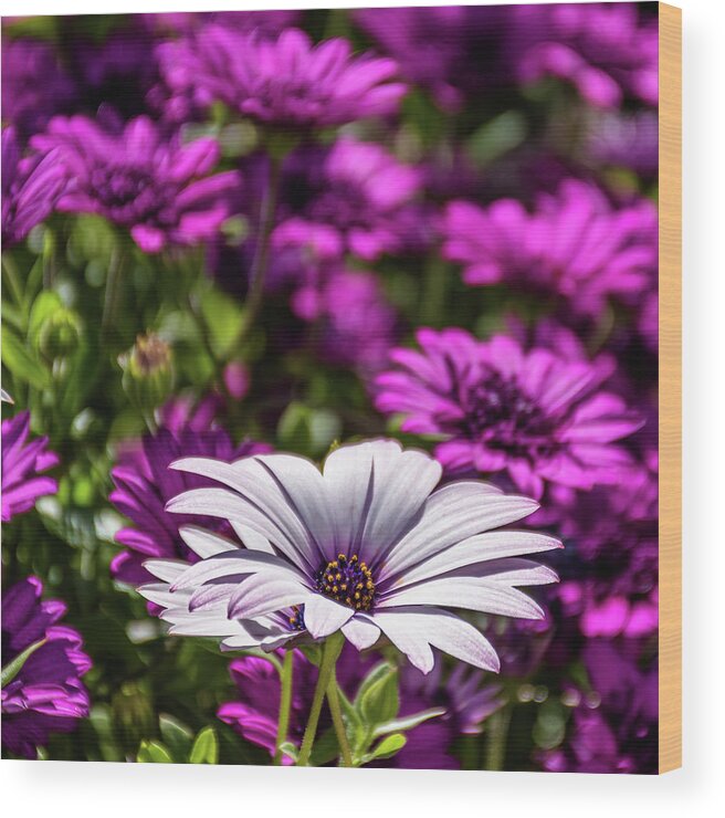 Dimorphotheca Wood Print featuring the photograph White African Daisy - Dimorphotheca Ecklonis IV by Luis GA - Lugamor