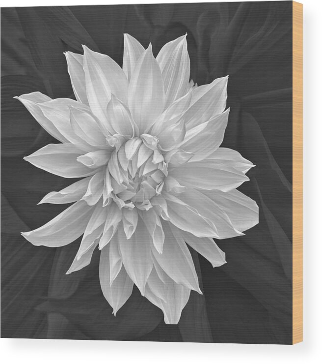 Dahlia Wood Print featuring the photograph White Dahlia bw by Jerry Abbott