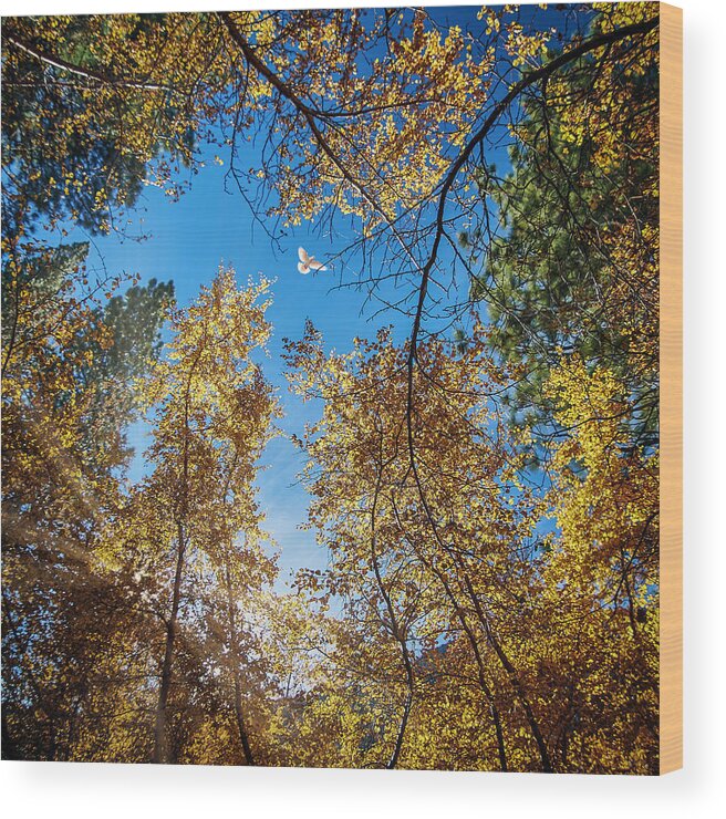Landscape Wood Print featuring the photograph White Dove over Big Pines by Romeo Victor