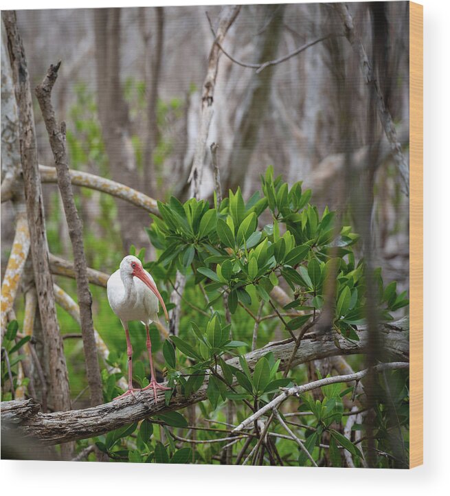 Animal Wood Print featuring the photograph White Ibis Hunts in Green Leaves by Kelly VanDellen