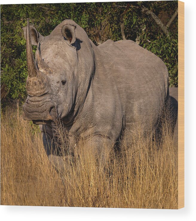 Rhinoceros Wood Print featuring the photograph White Rhino by Elvira Peretsman