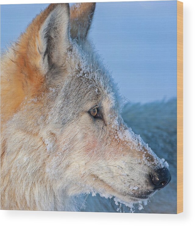 Wolf Wood Print featuring the photograph White Wolf Profile- 540F by Mark Miller