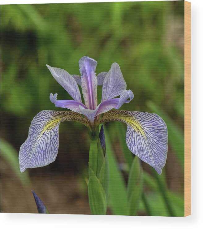 Flower Wood Print featuring the photograph Wild Iris by Paul Freidlund