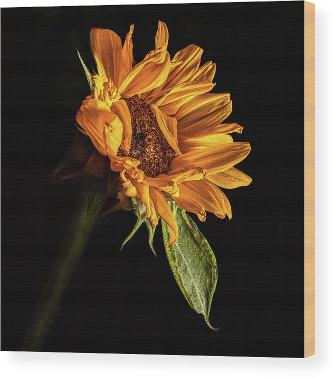 Black Background Wood Print featuring the photograph Wilting Sunflower #1 by Kevin Suttlehan