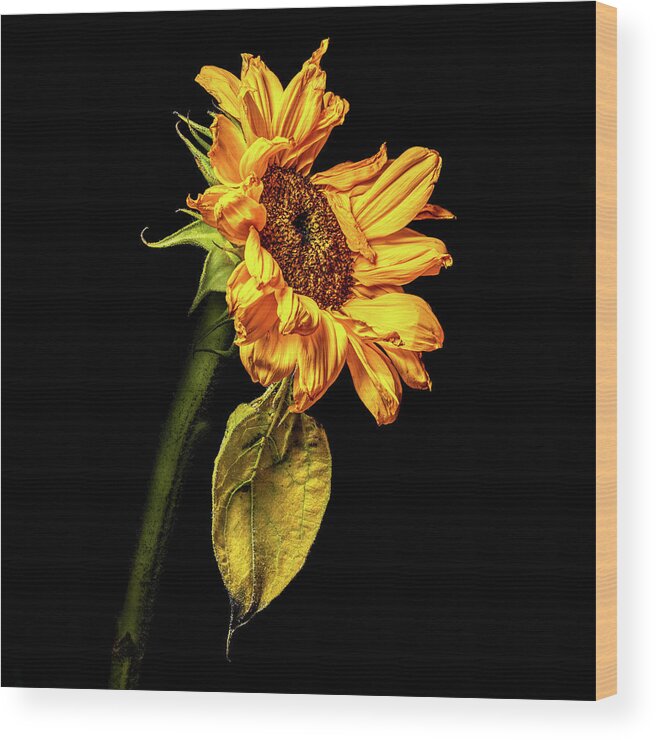 Black Background Wood Print featuring the photograph Wilting Sunflower #3 by Kevin Suttlehan