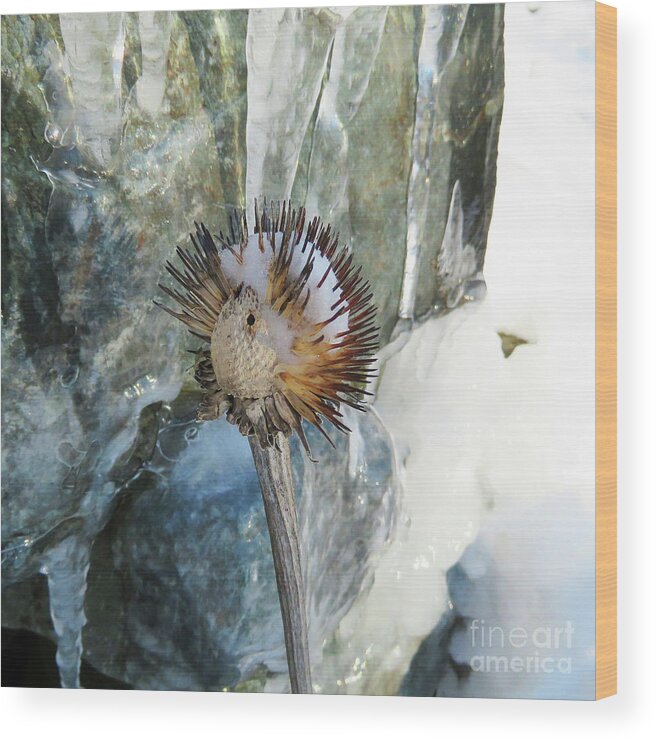 Winter Wood Print featuring the photograph Winter Botanical 18 by Amy E Fraser