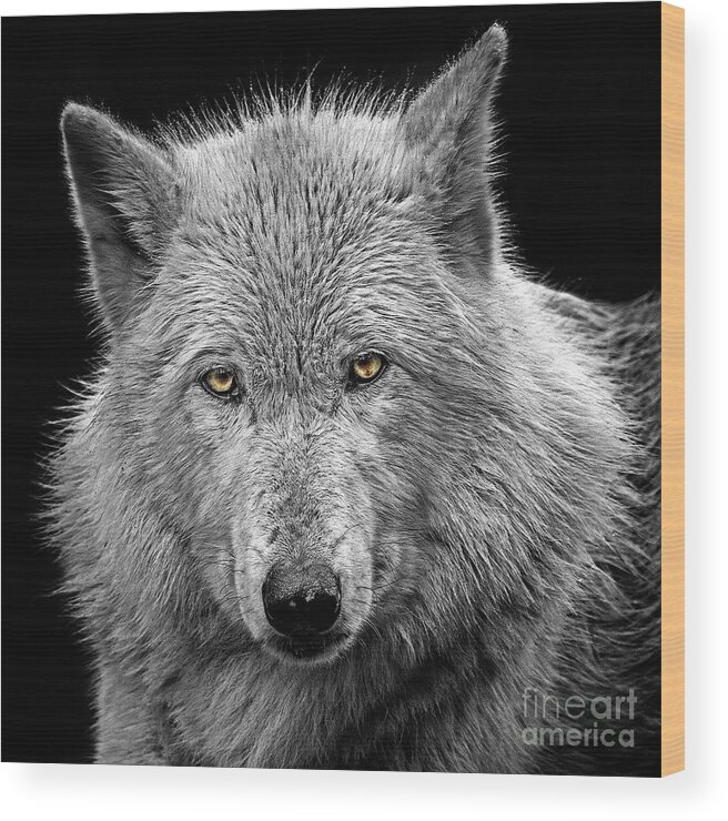 Wildlife Wood Print featuring the photograph Winter Coat by Sonya Lang