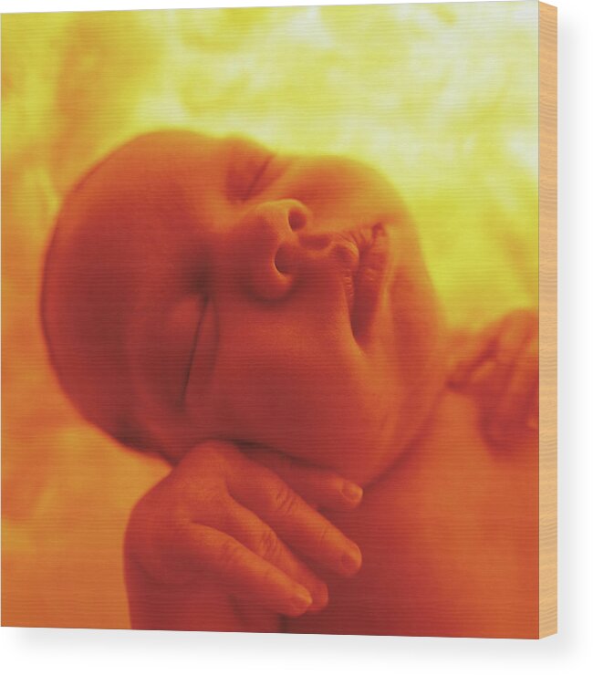 Colour Wood Print featuring the photograph Womb Series #2 by Anne Geddes