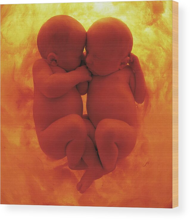 Color Wood Print featuring the photograph Womb Series #3 by Anne Geddes