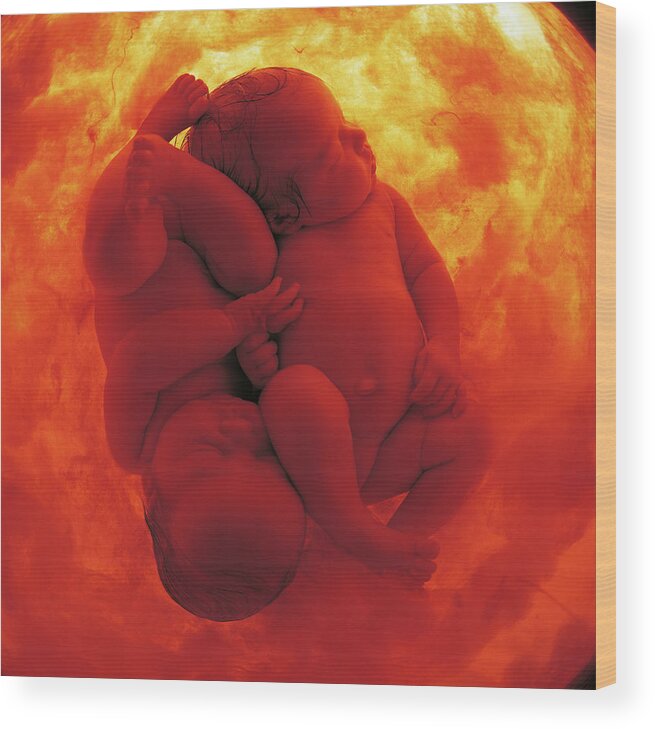 Color Wood Print featuring the photograph Womb Series #9 by Anne Geddes