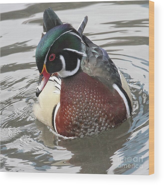  Wood Print featuring the photograph Wood duck Two by Patricia Youngquist