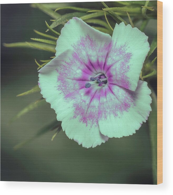 Dianthus Wood Print featuring the photograph Woodland Dianthus by AS MemoriesLiveOn
