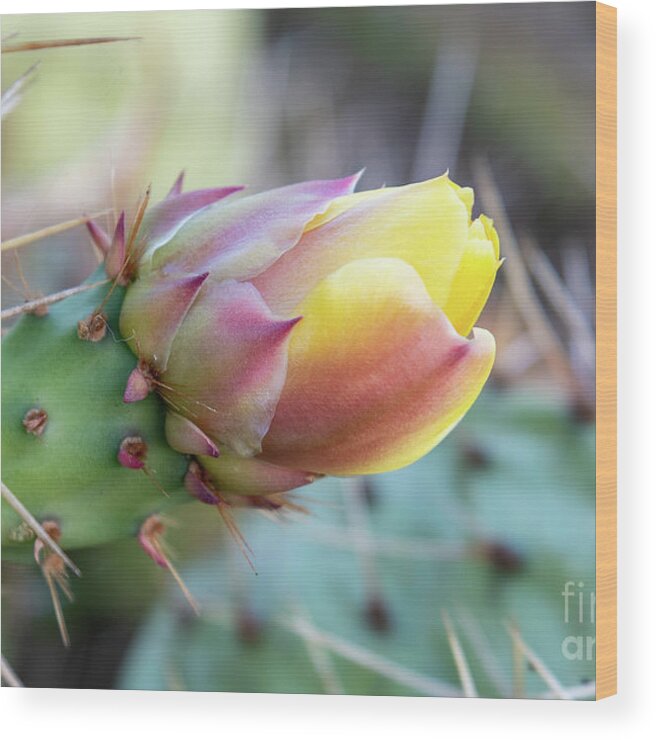 Prickly Wood Print featuring the photograph Yellow Cactus flower by Abigail Diane Photography