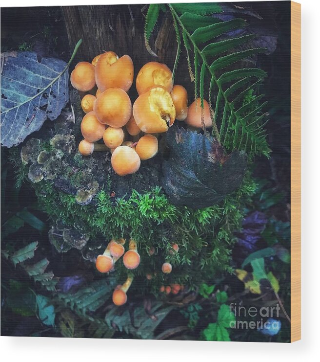 Mushroom Wood Print featuring the photograph Yellow Mushrooms by Jamie Johnson