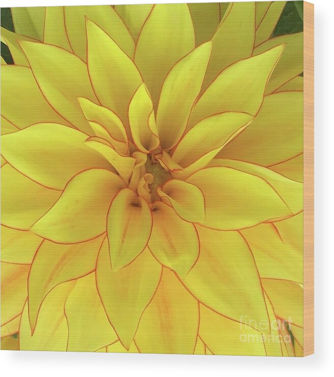 Flower Wood Print featuring the photograph Yellow Sun by Wendy Golden