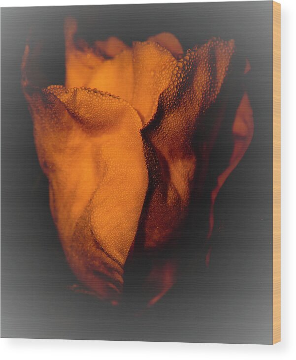 Rose Wood Print featuring the photograph Wild Rose by Steven Natanson