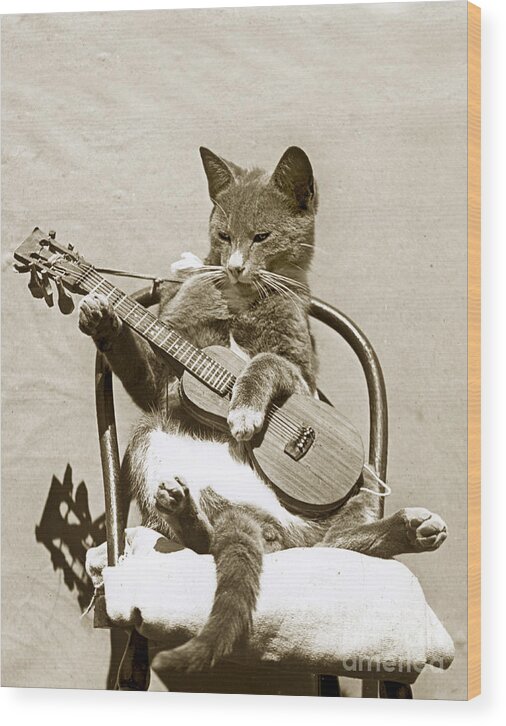 Fun Wood Print featuring the photograph Cool Cat Playing a Guitar circa 1900 Historical Photo by Photo Henry King Nourse by Monterey County Historical Society