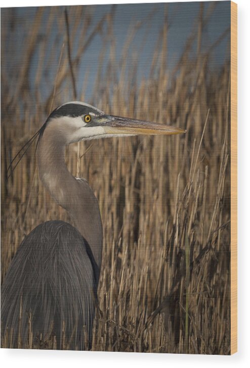 Joanntomaselli Wood Print featuring the photograph Great Blue Heron in Marsh Grass by Jo Ann Tomaselli