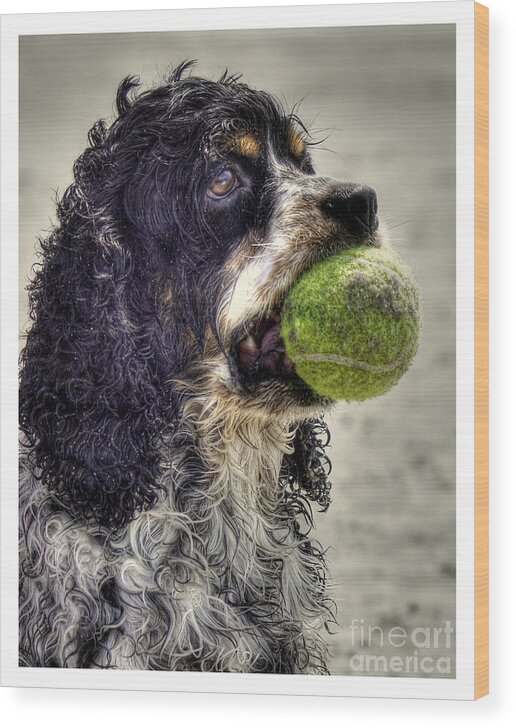 Cocker Spaniel Wood Print featuring the photograph I'm Ready to Play by Benanne Stiens