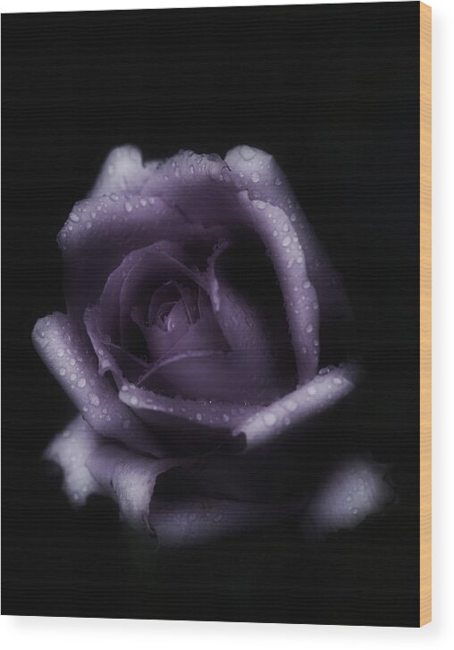 Purple Rose Wood Print featuring the photograph Romantic Purple Rose by Richard Cummings