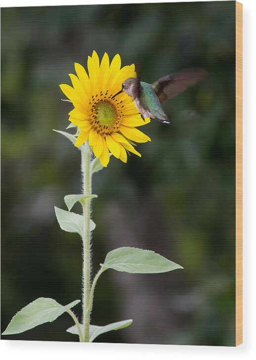 Hummingbird Wood Print featuring the photograph The Visitor by Paula Ponath