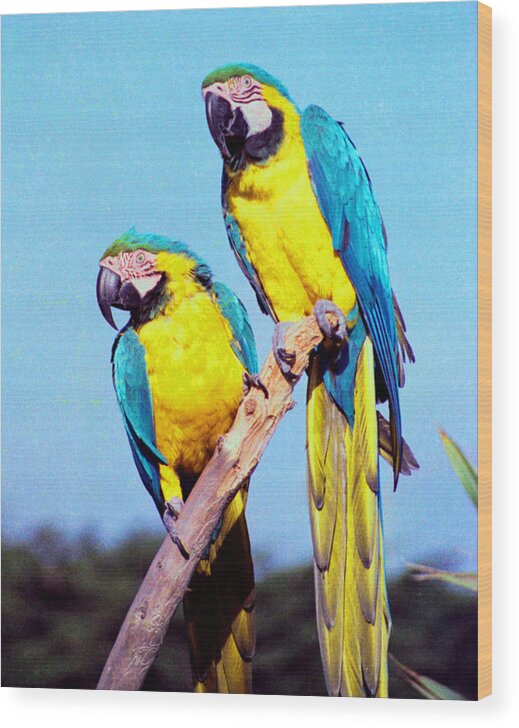 Parrots Wood Print featuring the photograph Tropical Parrots in San Francisco by Daniel Larsen