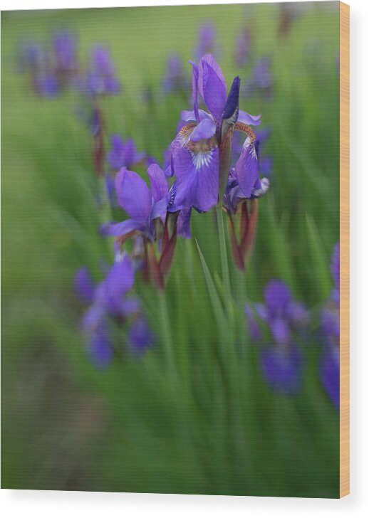 Iris Wood Print featuring the photograph See clearly now by Pamela Taylor