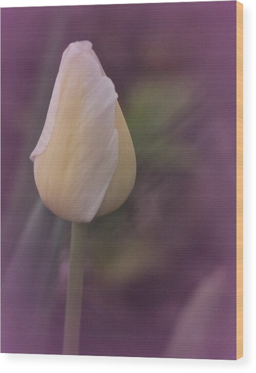 Tulip Wood Print featuring the photograph Tulip Study 2015 No. 1 by Richard Cummings