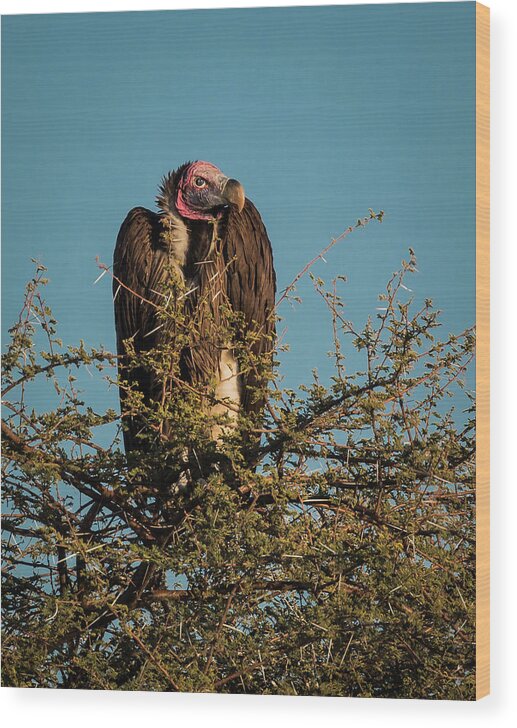 Vulture Wood Print featuring the photograph Lappet-faced Vulture 1 by Claudio Maioli