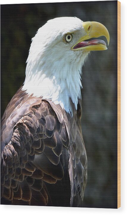 Eagle Wood Print featuring the photograph Eagle 2 by Amanda Vouglas