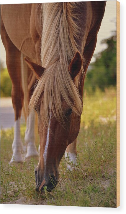Horses Wood Print featuring the photograph Grazin Dayz by Amanda Vouglas