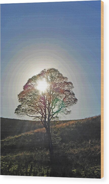 Australia Wood Print featuring the photograph Luminous by Ankya Klay