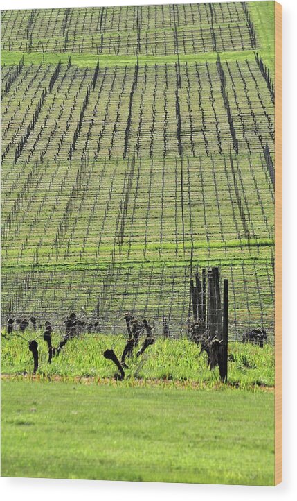 Anne Wood Print featuring the photograph Vineyard Lines 23036 by Jerry Sodorff