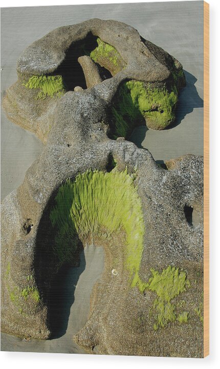 Beach Rock Eroded Formation With Alge. Wood Print featuring the photograph Alge on beach rock formation by David Campione