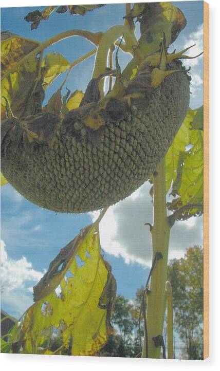 Sunflower Wood Print featuring the photograph Sunflower seeds by Trish Hale