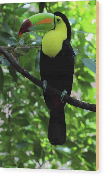 Birds Wood Print featuring the photograph Toucons, Maya Riviera, Mexico by Robert McKinstry