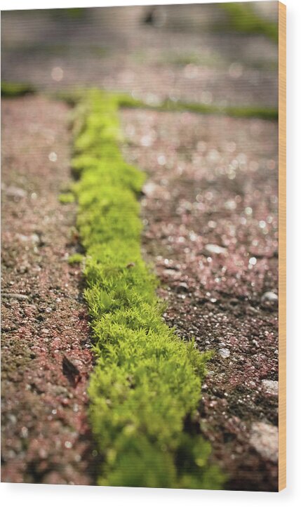 Abstract Wood Print featuring the photograph Moss and Brick by Mike Fusaro