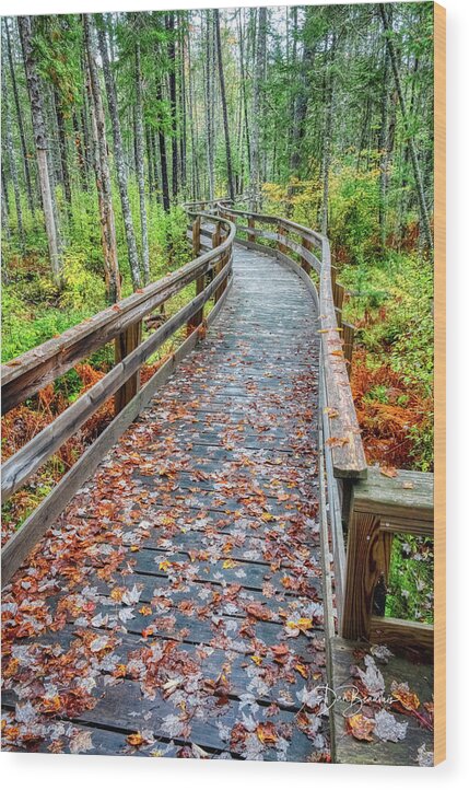 New England Wood Print featuring the photograph Mud Pond Trail Boardwalk #4561 by Dan Beauvais