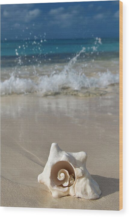  Wood Print featuring the photograph Sea Rose by Tanya G Burnett