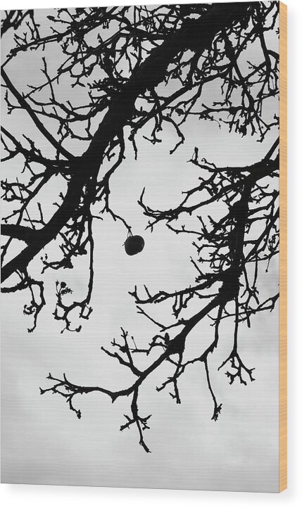 Last Wood Print featuring the photograph The last apple on the tree by Martin Vorel Minimalist Photography