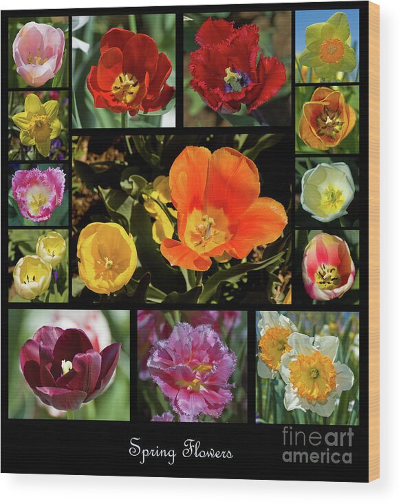 Tulips Wood Print featuring the photograph Spring Flowers 1 by Tim Mulina