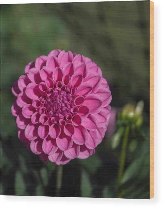Florals Wood Print featuring the photograph Spellbreaker Rasberry by Arlene Carmel