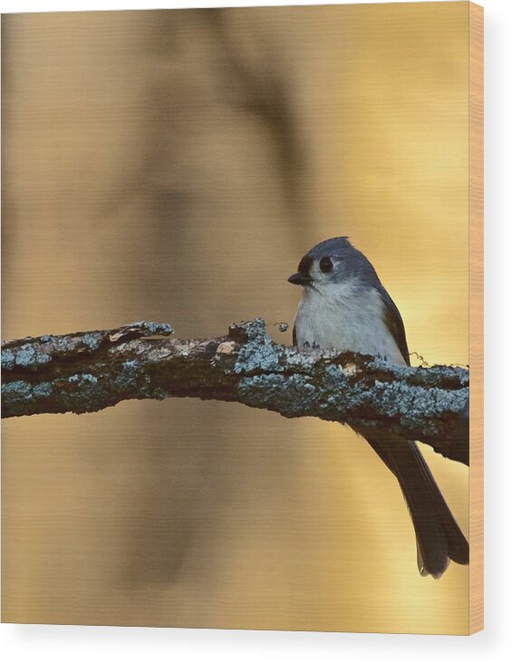 Photography Wood Print featuring the photograph Nuthatch by Jeffrey PERKINS