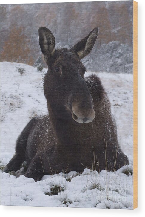 European Wood Print featuring the photograph Moose in snow by Phil Banks