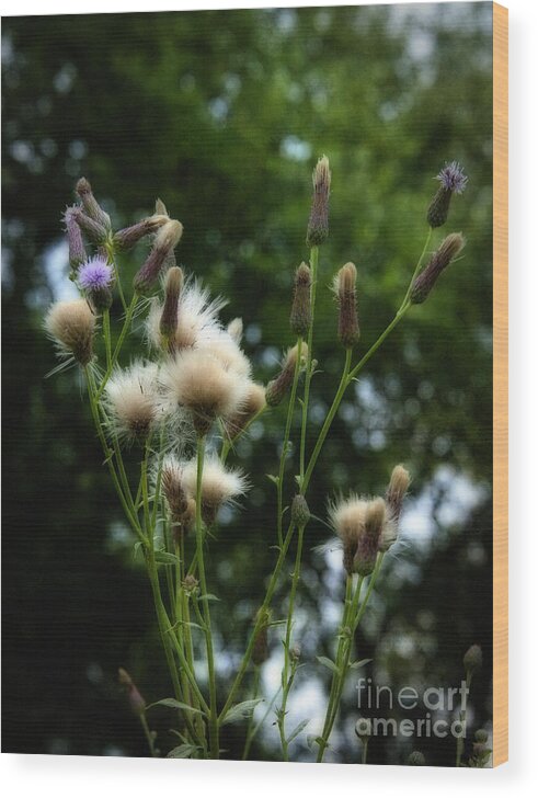 Canadian Wood Print featuring the photograph Undesirable Beauty and the Thistle Beast by Lee Craig