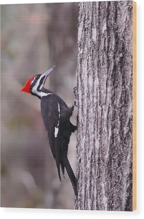 Pileated Wood Print featuring the photograph Pileated woodpecker #2 by David Campione