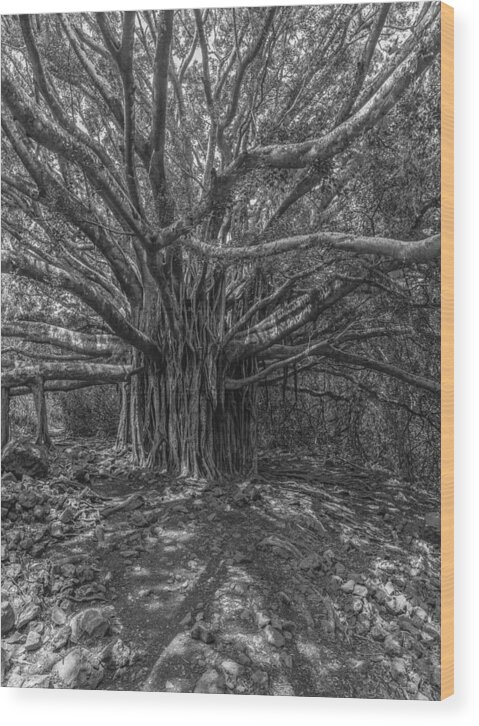 Haleakala Kipahula Park Wood Print featuring the photograph Ancient Story Teller by Jon Glaser