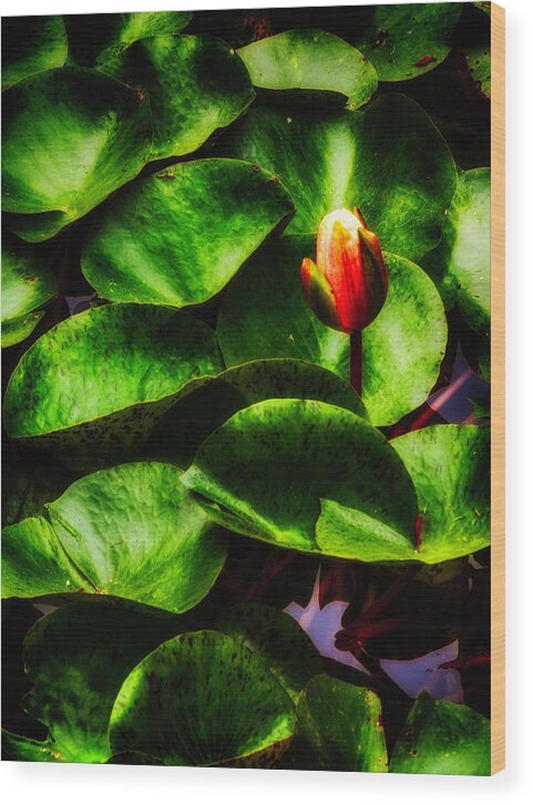  Wood Print featuring the photograph Lotus Bloom rev by Joseph Hollingsworth